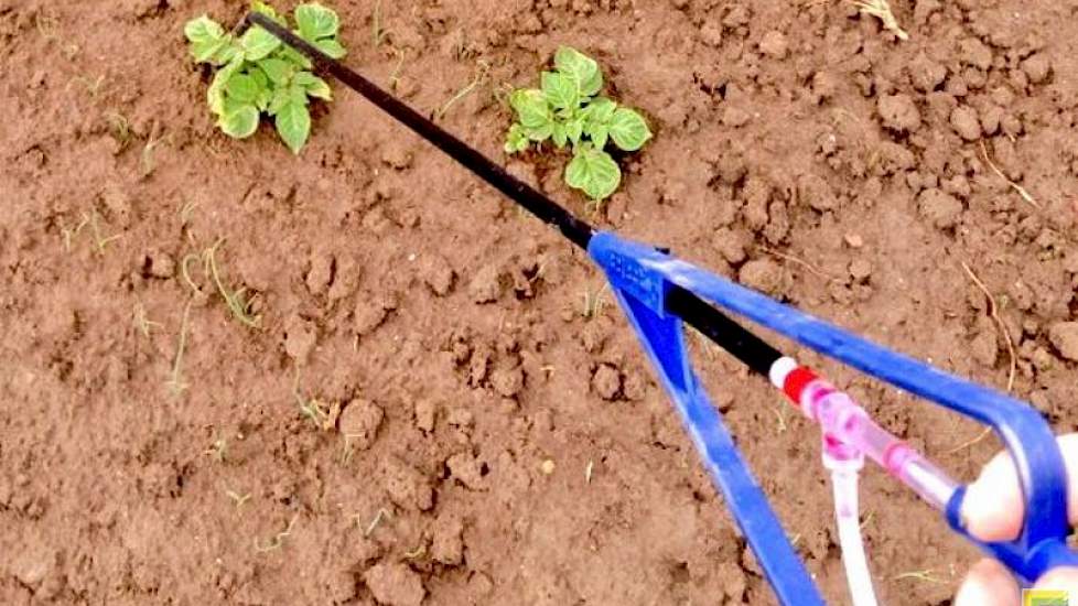 Ook in de uien is aardappelopslag soms een probleem, zoals hier bij Gerard van Dis. ‘Aardappelopslag opruimen in de Hysky.’