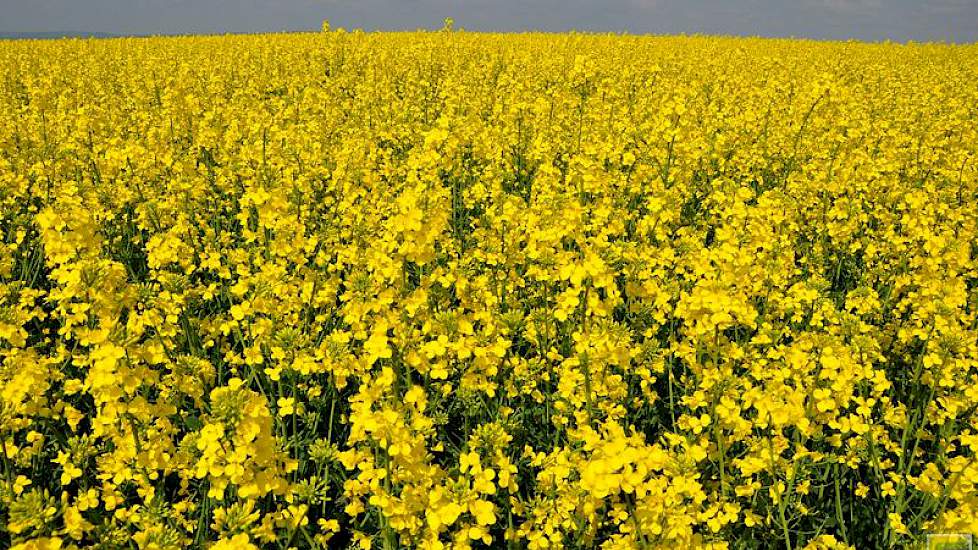Duitsland heeft wel anderhalf miljoen hectare koolzaad en Frankrijk bijna 2 miljoen. Bouwplan en saldo houden de teelt nu klein in Nederland, maar er komt mogelijk verandering in.