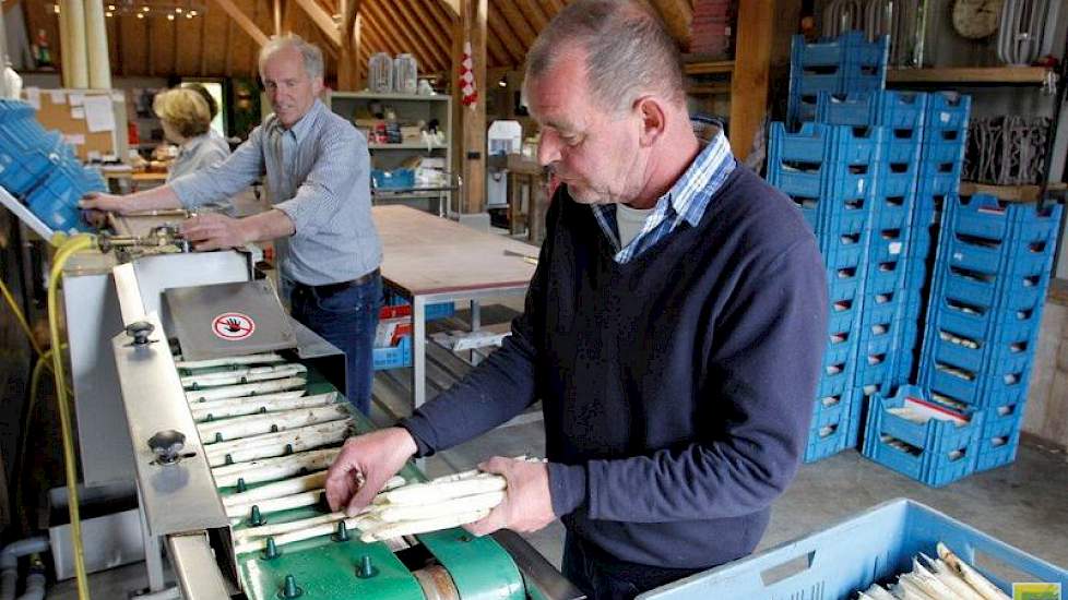 De gestoken asperges worden op de band gelegd, waarna de machine de groente borstelt, zodat het laatste zand er af gaat. Vervolgens worden ze op de juiste lengte gesneden: 22 cm. Dat is veilingvoorschrift, zegt Van Rooij.
