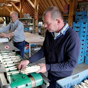 De gestoken asperges worden op de band gelegd, waarna de machine de groente borstelt, zodat het laatste zand er af gaat. Vervolgens worden ze op de juiste lengte gesneden: 22 cm. Dat is veilingvoorschrift, zegt Van Rooij.