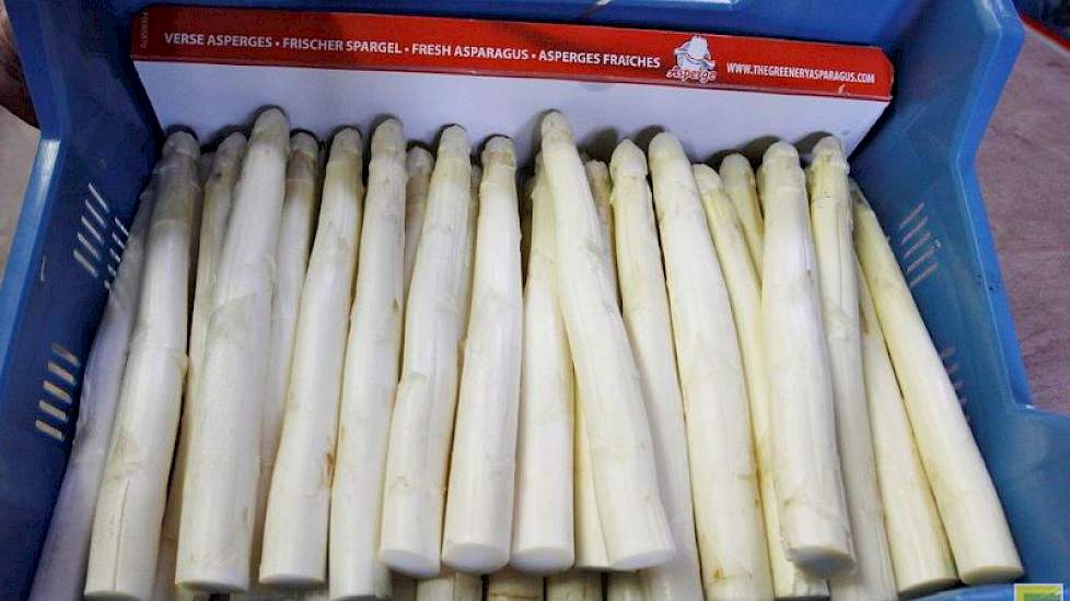 Gesorteerde asperges, klaar voor de veiling.