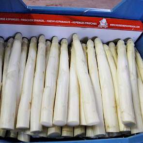 Gesorteerde asperges, klaar voor de veiling.