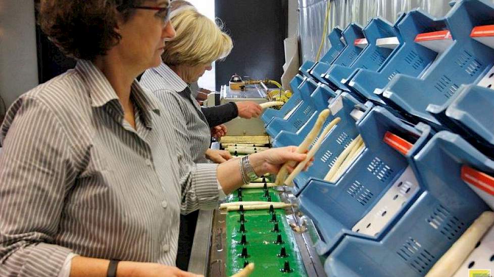 De asperges worden handmatig gesorteerd.
