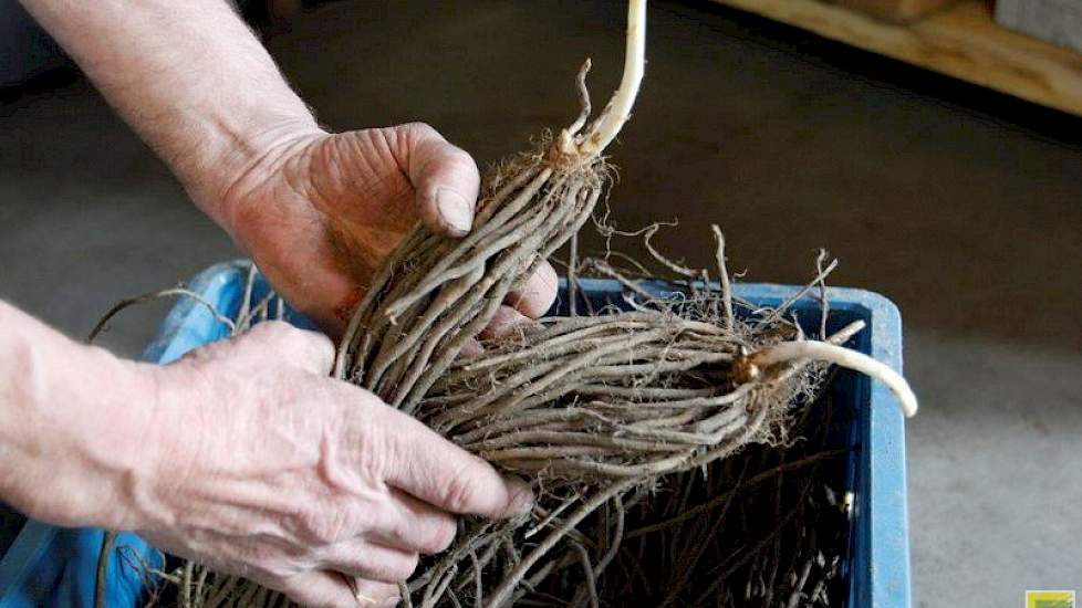 Aspergeplanten worden geplant in april, mei. Van Rooij had nog een paar planten over. 'Veel mensen weten niet hoe zo'n plant er uitziet.'
