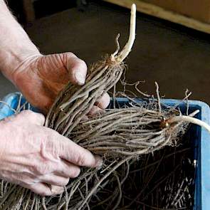 Aspergeplanten worden geplant in april, mei. Van Rooij had nog een paar planten over. 'Veel mensen weten niet hoe zo'n plant er uitziet.'