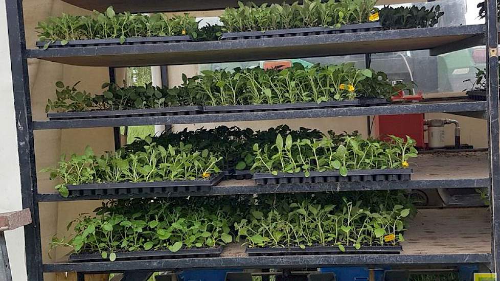 De hybride aardappelen zijn door Solynta in de kas opgekweekt uit zaad. Dat duurde volgens De Vries 5 tot 6 weken.