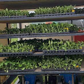De hybride aardappelen zijn door Solynta in de kas opgekweekt uit zaad. Dat duurde volgens De Vries 5 tot 6 weken.
