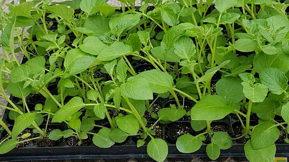 De aardappelplantjes zijn direct in de trays gezaaid waaruit ze geplant worden.
