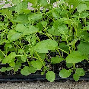 De aardappelplantjes zijn direct in de trays gezaaid waaruit ze geplant worden.