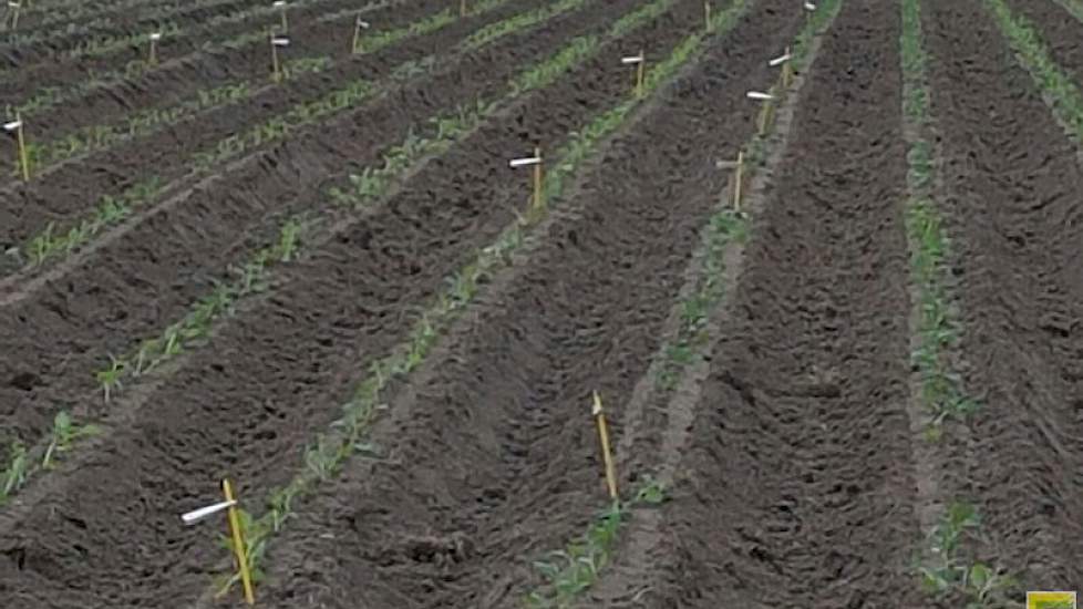De testhybriden worden volgend jaar in veldproeven vergeleken met commerciële aardappelrassen. Volgens De Vries maken ze zo in één seizoen pootgoed. Het onderzoek van volgend jaar moet de cultuurwaarde van de rassen ten opzichte van gangbare commerciële r