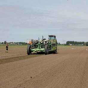 Omdat er steeds minder middelen beschikbaar en betaalbaar zijn om onkruid in knolselderij chemisch te bestrijden, heeft Vaalburg de stap gezet naar een mechanische onkruidbestrijding. Daarvoor wordt tijdens het groeizoen een schoffelmachine met camera ing