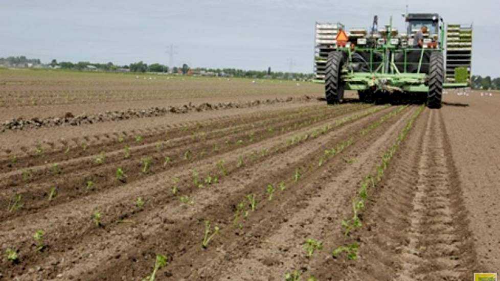 In 2000 stapte Vaalburg voor knolselderij en pootaardappelen over op het vaste rijpadensysteem. De paden liggen op 3,12 meter, bij een rijafstand van 50 cm (knolselderij) en 75 cm (pootaardappelen). De rijpaden vormen het vaste spoor bij alle bewerkingen: