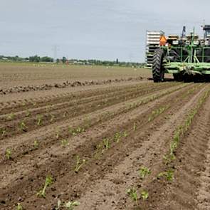 In 2000 stapte Vaalburg voor knolselderij en pootaardappelen over op het vaste rijpadensysteem. De paden liggen op 3,12 meter, bij een rijafstand van 50 cm (knolselderij) en 75 cm (pootaardappelen). De rijpaden vormen het vaste spoor bij alle bewerkingen:
