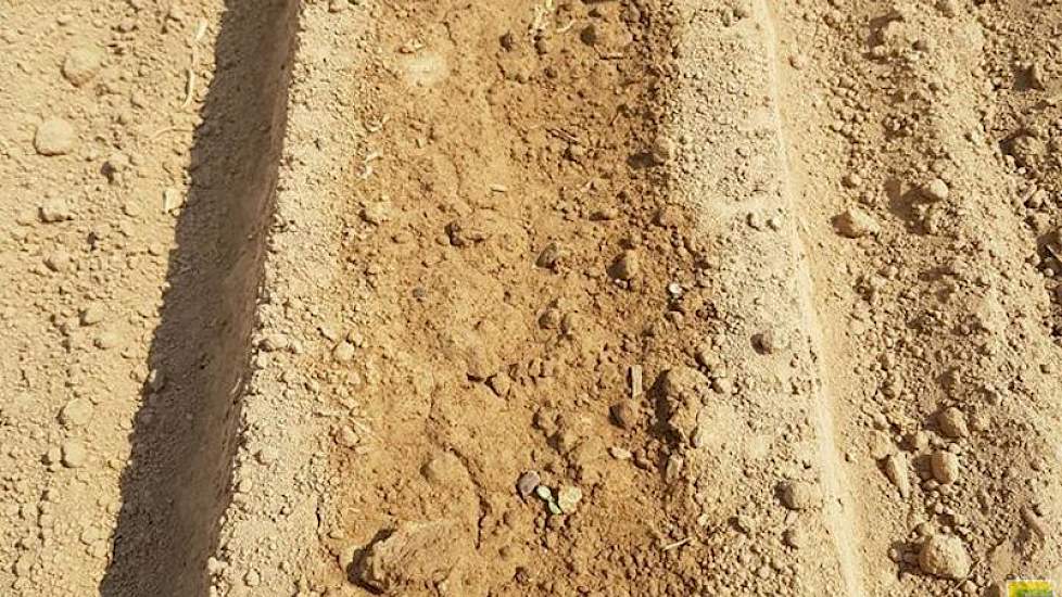 De teelt van witlofwortelen is redelijk nieuw op de Zuid-Limburgse lössgrond. Hagranop uit Tollebeek heeft bij AgroSud uit Riemst de vraag neergelegd om de teelt van witlofwortels op de lössgrond los te trekken. “Afgelopen jaar zijn we gestart met 30 ha.