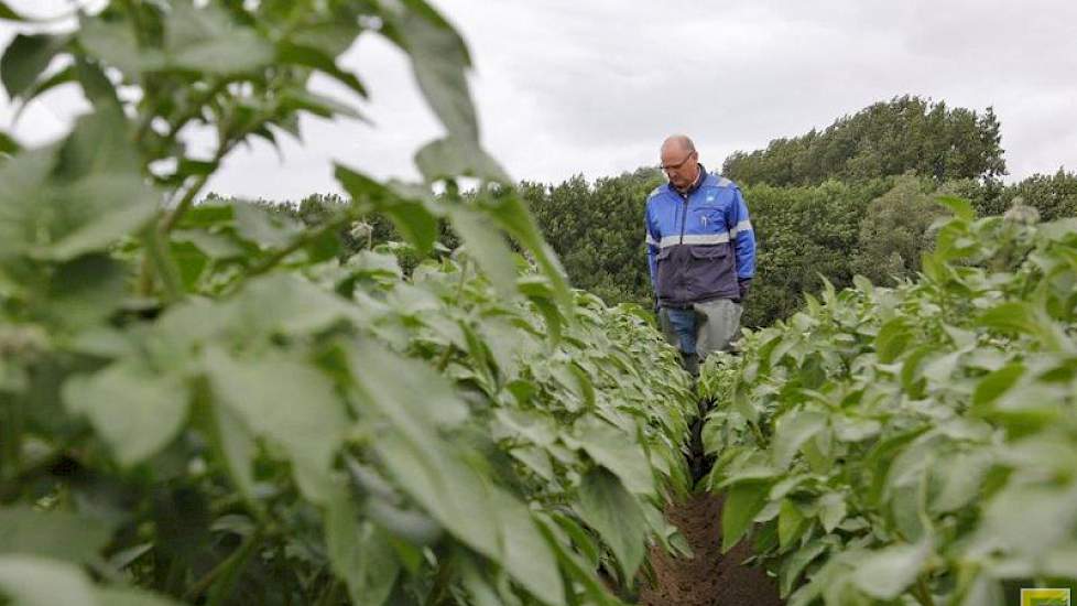 Tot 21 juni heeft de veldkeuring een oriënterend karakter voor virusziekten en vermenging.