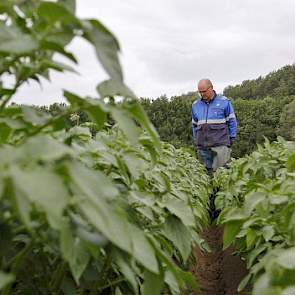 Tot 21 juni heeft de veldkeuring een oriënterend karakter voor virusziekten en vermenging.