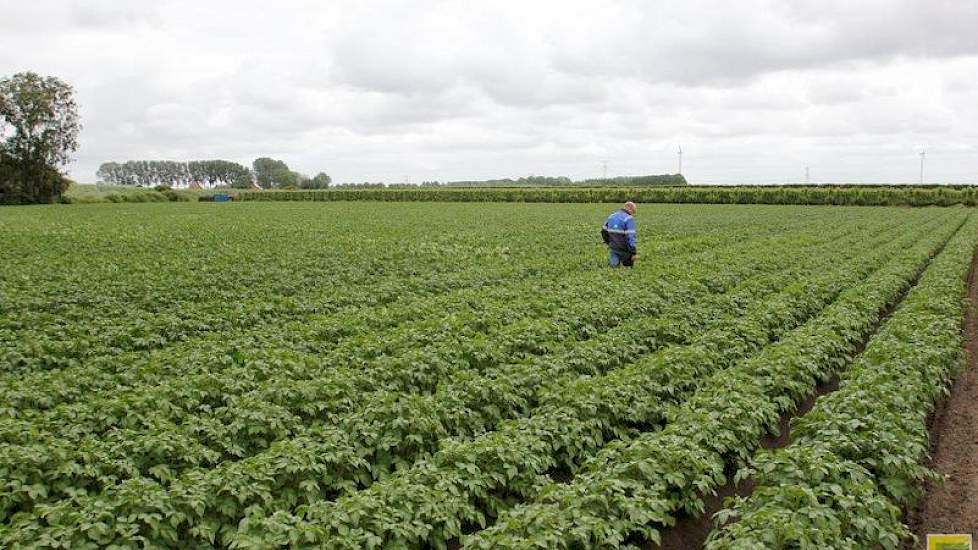 Dit geldt echter niet voor de keuring op Erwinia: hiervoor gelden de normen vanaf de start van de veldkeuring.