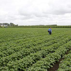 Dit geldt echter niet voor de keuring op Erwinia: hiervoor gelden de normen vanaf de start van de veldkeuring.
