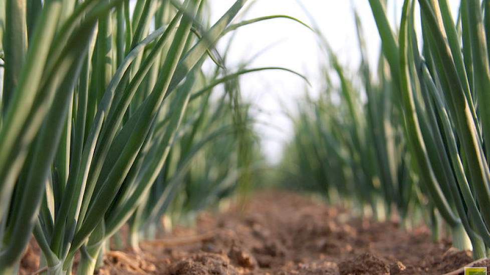 “Met het oog op ons streven naar 70 ton uien per hectare zullen we gedurende het hele groeiseizoen moeten zorgen voor een optimale bemesting", onderstreept Schriever.