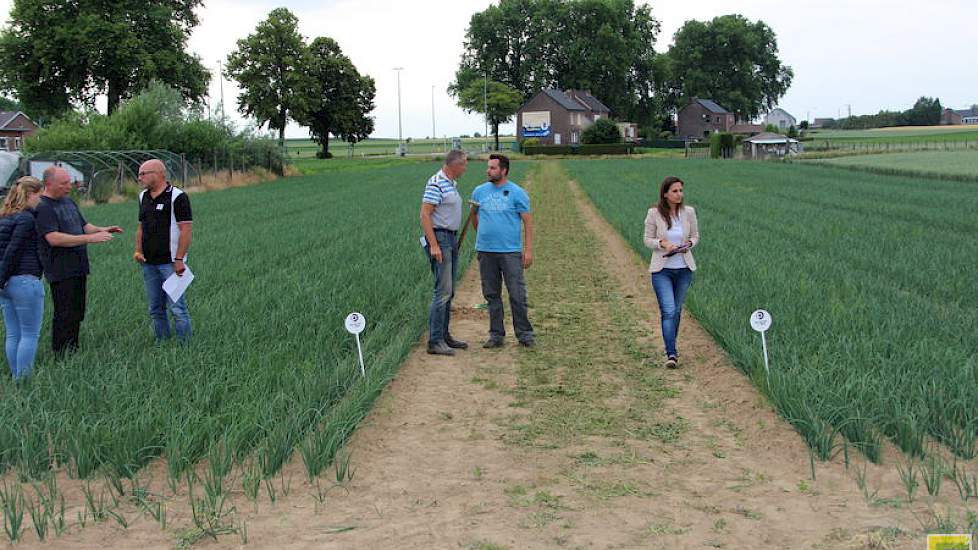 Het gemiddeld aantal planten per m2 bedraagt respectievelijk 28,5 (links) en 25,25. Omgerekend naar een hectare bedraagt het aantal planten op het Humostart perceeltje (links) ca. 1.045.000 en zonder Humo Start ca. 926.000.