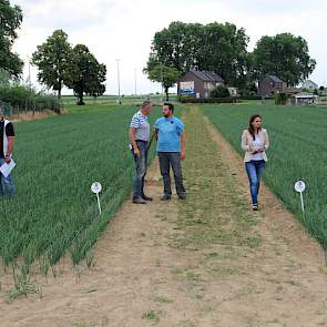 Het gemiddeld aantal planten per m2 bedraagt respectievelijk 28,5 (links) en 25,25. Omgerekend naar een hectare bedraagt het aantal planten op het Humostart perceeltje (links) ca. 1.045.000 en zonder Humo Start ca. 926.000.