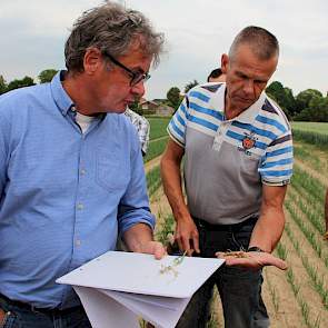 De teelt van uien op de löss in zowel Nederlands als Belgisch Limburg neemt toe. De doorsnee-opbrengsten van 40 tot 50 ton moeten hoger kunnen. We streven naar 70 ton”, stelt Guido Schriever van Agro-Sud (links).
