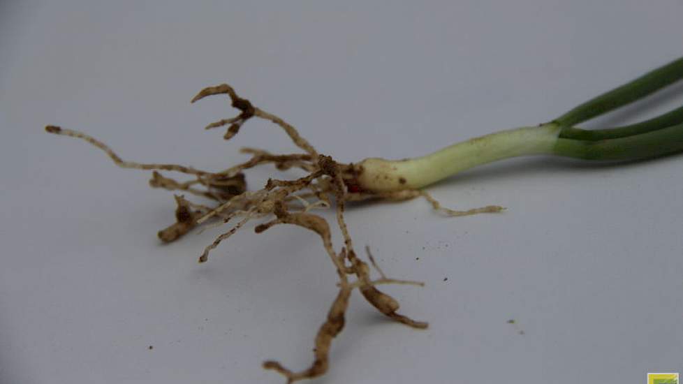 Het grasknobbelaaltje heeft het gemunt op de ui. Granen vormen een waardplant voor dit aaltje, dat vervolgens tot zes jaar in de grond kan overblijven om bij de teelt van uien de kop op te steken.