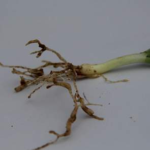 Het grasknobbelaaltje heeft het gemunt op de ui. Granen vormen een waardplant voor dit aaltje, dat vervolgens tot zes jaar in de grond kan overblijven om bij de teelt van uien de kop op te steken.