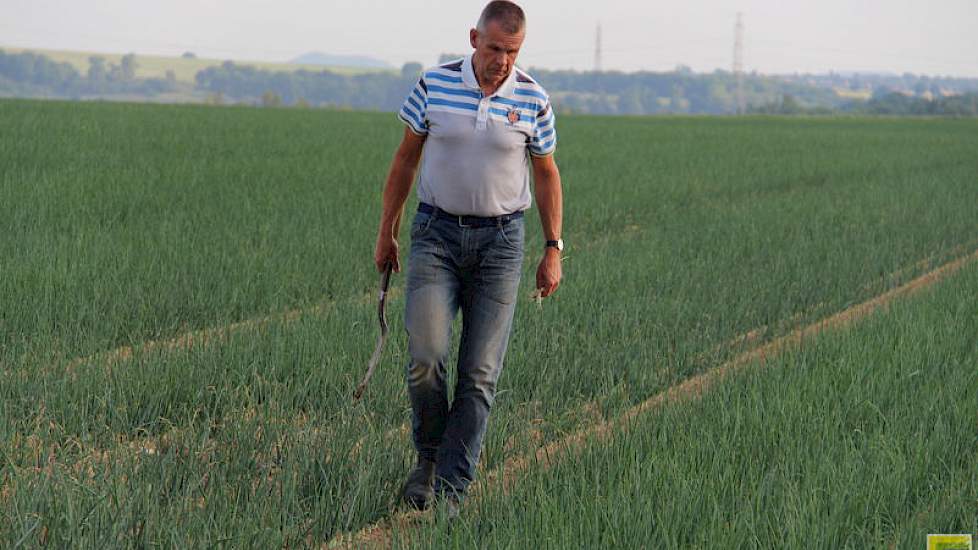 Trips bestrijding in uien vraagt extra aandacht, onderstreept Rinus Struik accountmanager bij van De Groot en Sloot.
