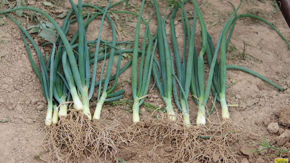 Bij de plantjes met Humostart (links) schommelt de lengte van het gewas 35 tot 40 centimeter terwijl de plantjes die deze meststof hebben moeten ontberen tussen de 30-35 cm meten. Verder worden nu bij de uien met Humostart uien vijf pijpjes geteld en zond