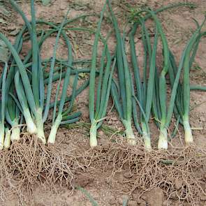 Bij de plantjes met Humostart (links) schommelt de lengte van het gewas 35 tot 40 centimeter terwijl de plantjes die deze meststof hebben moeten ontberen tussen de 30-35 cm meten. Verder worden nu bij de uien met Humostart uien vijf pijpjes geteld en zond