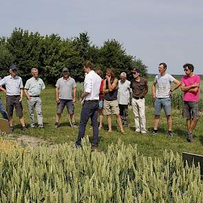 Biologische boeren zaaien graag zomertarwe in plaats van wintertarwe in verband met de onkruidbeheersing. Baktarwes hebben een meerwaarde van 25 euro per ton voor telers. Marijn van Dongen van Agrifirm praatte de bezoekers van de velddag bij over de rasse