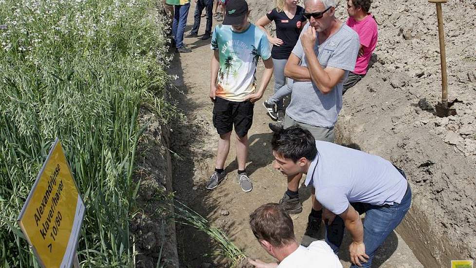 De doorworteling van groenbemesters is in een kuil goed te zien. Niels Maris van Agrifirm gaf hier uitleg. Agrifirm organiseerde in de ochtend een bijeenkomst voor de eigen telers. In het veld toonde de coöperatie ook sojarassen voor Nederlandse teelt en