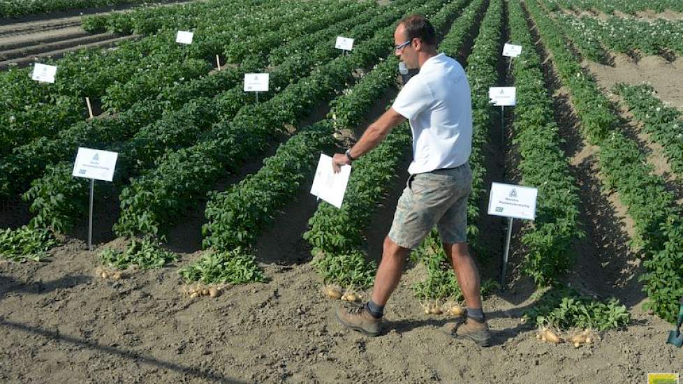 Adama presenteerde zijn proeven met Talent, waarbij aardappelen uit de mechanische koeling zijn vergeleken met aardappelen die zijn behandeld met het middel. Het verschil in loof is dit jaar minimaal, zei Olaf van Campen. ‘Het aantal stengels is gelijk, m