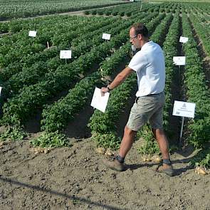 Adama presenteerde zijn proeven met Talent, waarbij aardappelen uit de mechanische koeling zijn vergeleken met aardappelen die zijn behandeld met het middel. Het verschil in loof is dit jaar minimaal, zei Olaf van Campen. ‘Het aantal stengels is gelijk, m