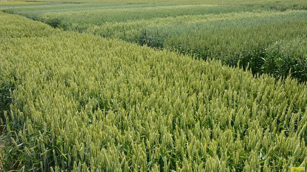 Daarnaast in de granen onder meer een uitgebreide groeiregulatieproef en fungicide- en herbicideproeven.