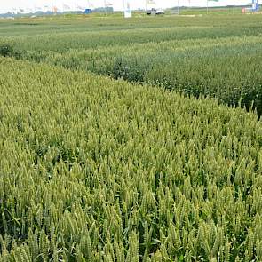 Daarnaast in de granen onder meer een uitgebreide groeiregulatieproef en fungicide- en herbicideproeven.