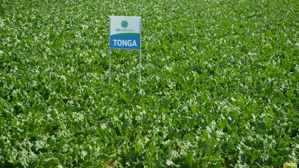 Producenten van bietenzaad toonden hun rassen op het bietenplein. De Tonga van SESVanderHave is een wortelbiet, eentje voor de kilo’s, zei Leendert Hanse. ‘Hij heeft het veld snel dicht.’