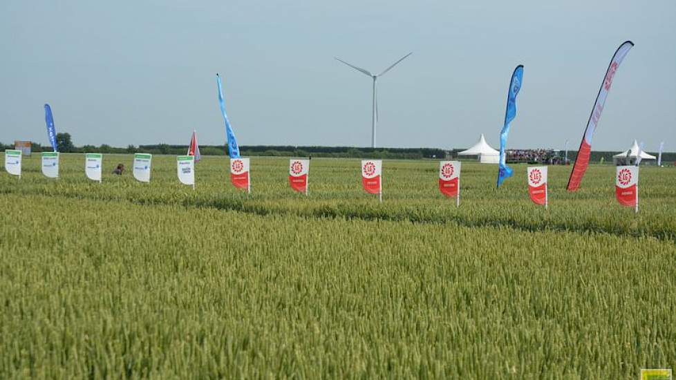 In de granen onder meer een rassenvergelijking van wintertarwe en zomergraan.