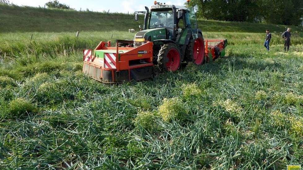 Franje Onions, met vestigingen in Waarde en Krabbendijke, teelt circa 15 hectare winterplantuien van de rassen Troy en Shakespeare.