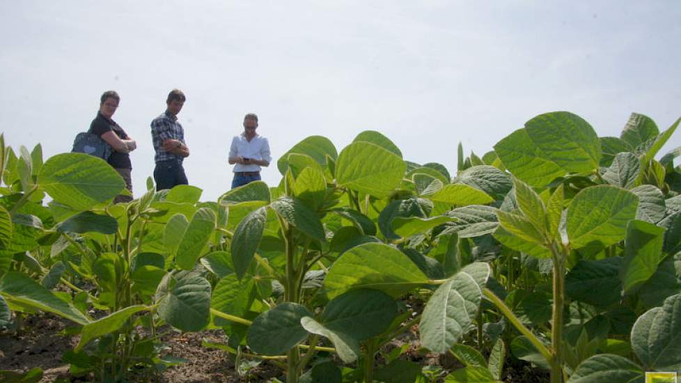 De sojaplant groeit in etages. Elke etage krijgt bloemetjes en peulen met bonen. Als een etage verloren gaat, bijvoorbeeld door slecht weer, brengen de andere etages nog bonen op.
