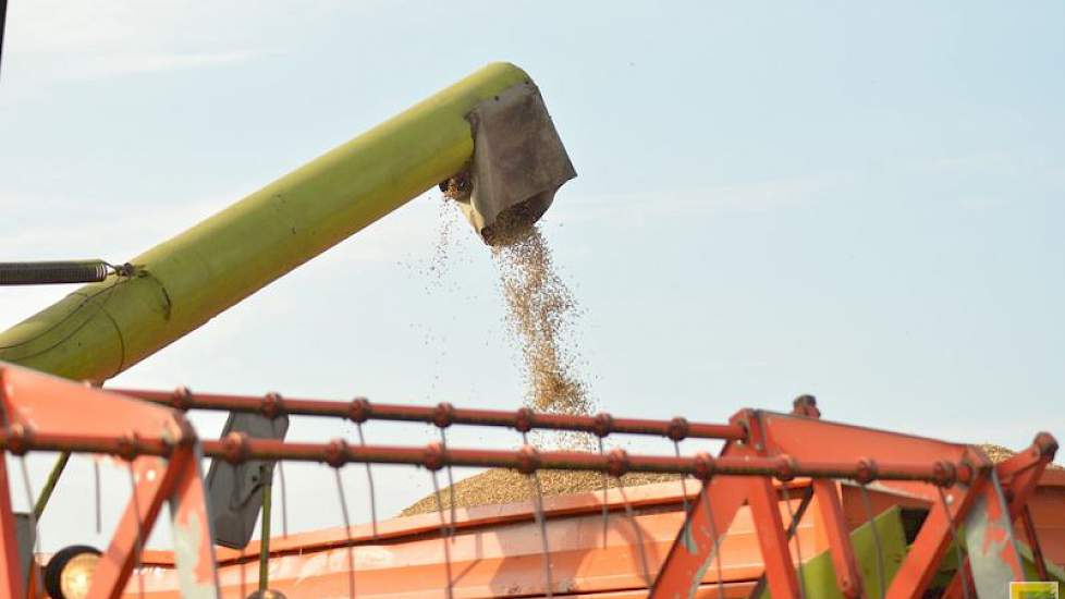 Normaal gesproken oogst hij circa 8 ton per hectare.