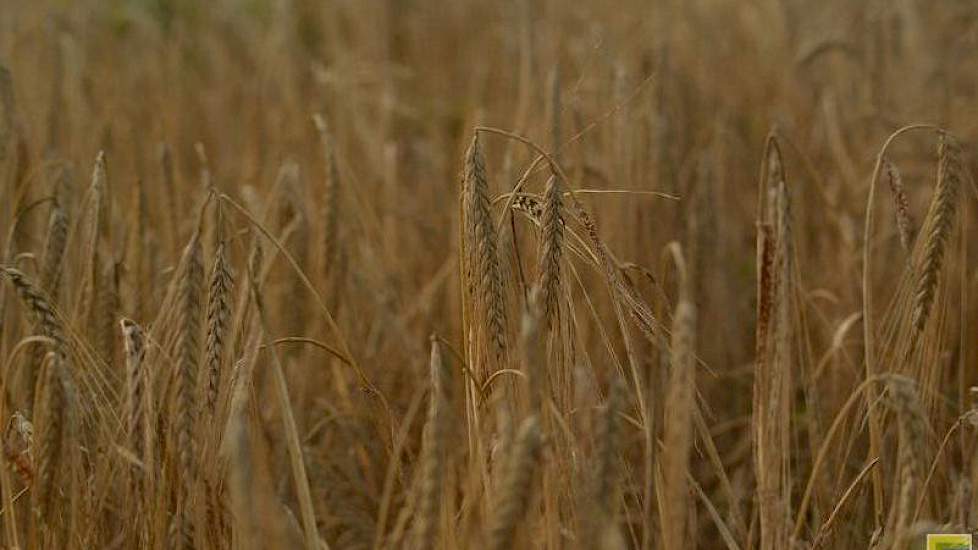 De opbrengst van het ras Cassiopée was 6 ton per hectare. Gezien de omstandigheden nog redelijk, vindt Van der Struik. 'Een derde van de aren zat nog in de schacht. Die zijn tijdens een eerdere koude periode bevroren.'