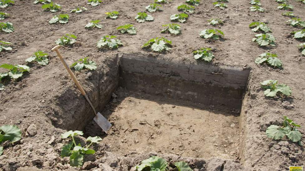 Voor opbouw van humus en groeikracht in biologische omschakeling is fulvine een belangrijk hulpmiddel, zegt Plant Health Care-directeur Pius Floris.