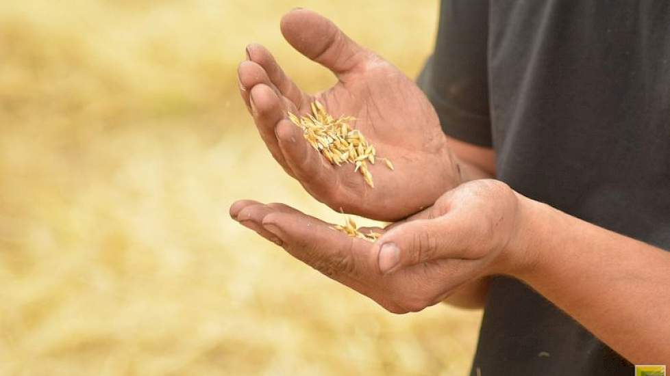 Hoe hoog het hectolitergewicht is, weet hij niet, maar hij gokt dat het niet al te hoog is. ‘Het gewas is te snel ingedroogd. In de laatste veertien dagen was het zo droog, daar is de korrel niet meer zwaarder van geworden.’