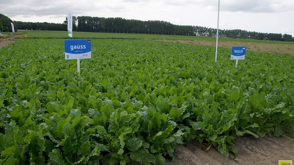 In Noord-Holland staat het gewas er goed op en in andere delen van het land is dat ook het geval, zeggen de suikerbietenexperts van de zaadbedrijven.