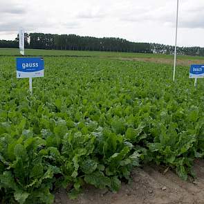 In Noord-Holland staat het gewas er goed op en in andere delen van het land is dat ook het geval, zeggen de suikerbietenexperts van de zaadbedrijven.