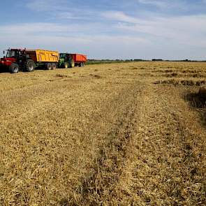 De gerst wordt na de oogst op het akkerbouwbedrijf van Waalkens opgeslagen. Als het nog te vochtig is, wordt het gedroogd. Dat was in dit geval niet nodig en de gerst kon dan ook direct in de silo's. Later dit jaar verkoopt Waalkens het graan via commissi