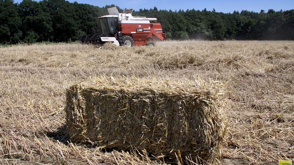 De melkveehouder teelt het gewas vooral voor het stro. Na de oogst is het stro dan ook direct in pakken geperst.