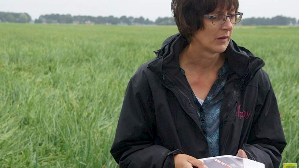 Sigrid Arends laat vliegtuigbeelden van het perceel zien. Op hete dagen blijkt de temperatuur op de stukken met druppelirrigatie 2 tot 3 graden lager te blijven.